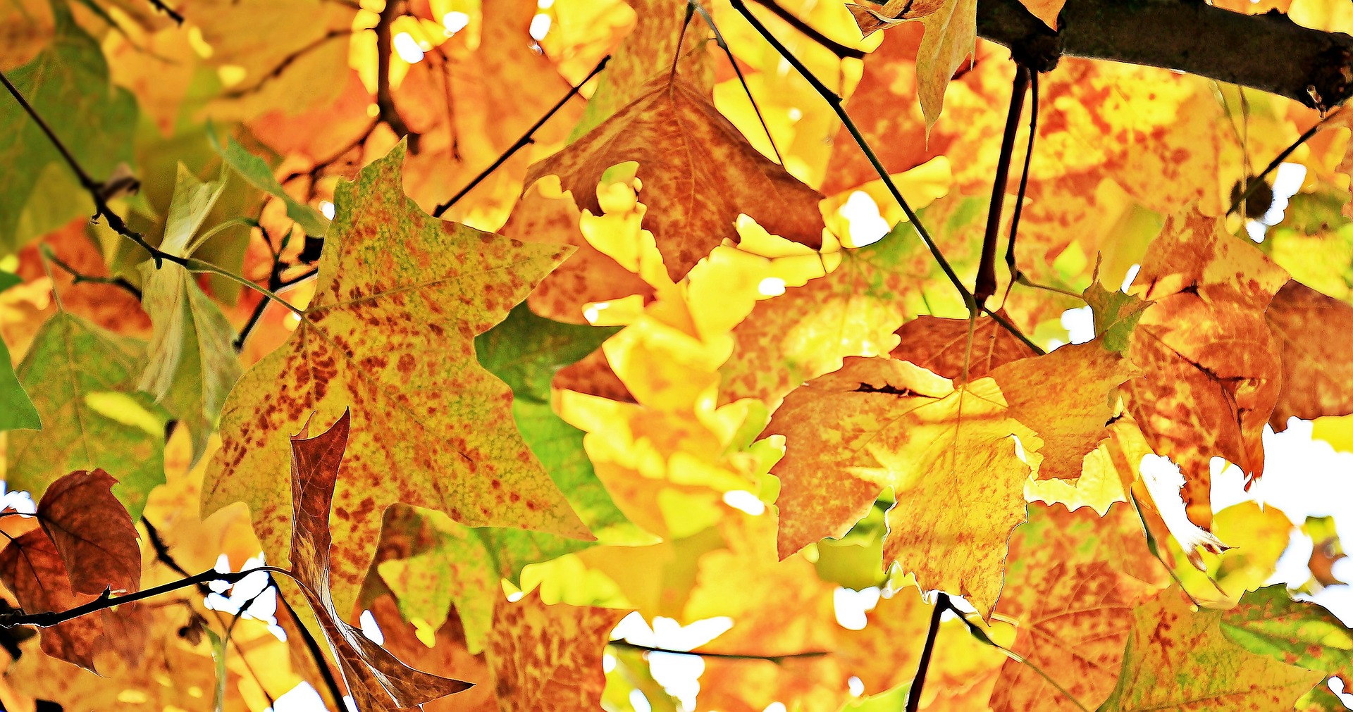 chestnut-leaves-gbc498189a_1920